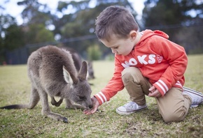 Symbio Wildlife Park, Helensburgh, south of Sydney, kangaroo