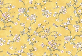 Sakura, Bernardo Bartalucci Carlotta, Spring, Wallpapers