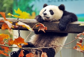 animal, Panda, bear, wood, zoo