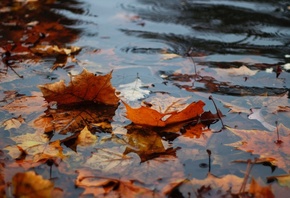 Autumn, leaves in the water, rain
