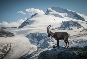 Alpine ibex, Pennine Alps, Switzerland