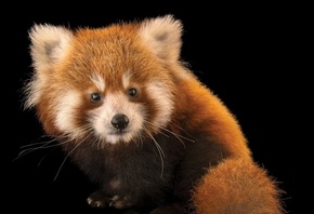 red panda, animals, Virginia Zoo