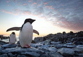 Penguins, 2019, nature documentary, Walt Disney