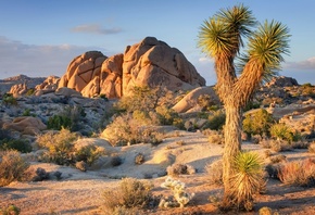 Joshua Tree National Park, southeastern California, Yucca brevifolia, Joshu ...