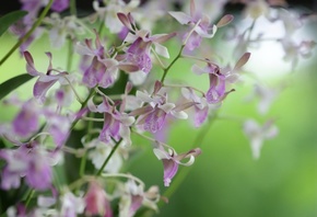 Orchids, exotic flowers, Singapore Botanic Garden, Michael Kors