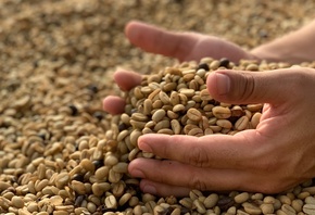 Coffee bean, Agriculture, caffeine