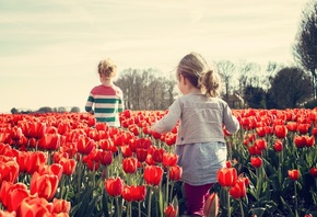 Child, Tulip, Spring, Plantation