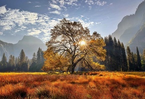 Yosemite National Park, California, trees, mountains