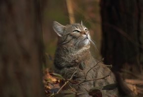 forest, wildcat, nature, autumn