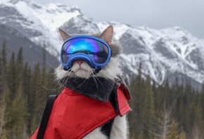 Adventure Cat, sweet ski goggles, snowy slope