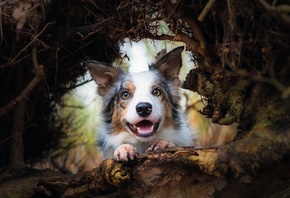 Animal, happy dog, Border Collie