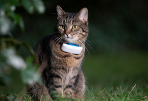 GPS Pet Tracker, cat, mustachioed friend