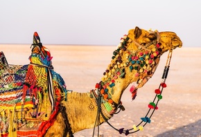 India, Camel, Outdoors, Travel