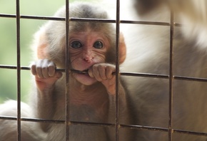 Iwatayama Monkey Park, Mount Arashiyama, Kyoto, Japan