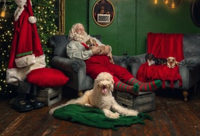 Santa Sleeps, dogs, Christmas