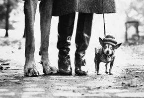 Dogs, New York City, Chihuahua