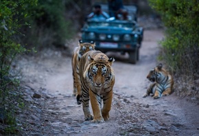 Exotic Wildlife Tour, Ranthambore National Park, India