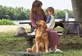 four-legged friends, Golden Retriever, Hunting Dog