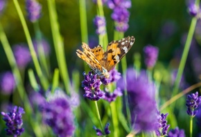 Butterfly, Lavender Field, flowers