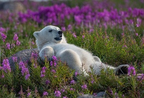 Polar Bear, fireweed field, Canada
