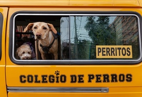 Dogs, bus, doggy daycare, Chile