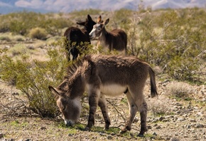 donkeys, Mojave Desert, North America