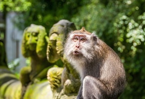 Crab-eating macaque, Ubud Monkey Forest, Bali