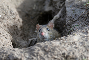 Brown Rat, animal, wildlife, England
