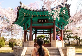 cherry blossom, park, Seoul, South Korea