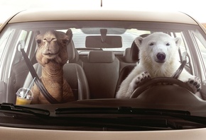 Volkswagen, Zone Temperature Control, Polar Bear, Camel