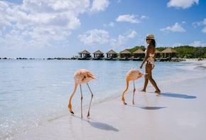 Flamingo, Beach, Aruba, Caribbean Sea