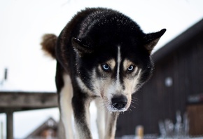 Husky Safari, Norway, Husky Park