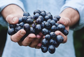 Wine Grapes, summer, purple grapes