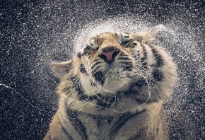 animals, tiger, furiously shakes its head, drops