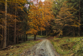 nature, Thuringian Forest, autumn, Germany