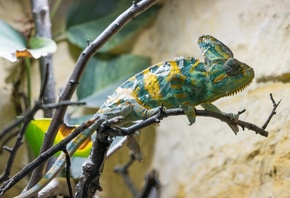 animal, wildlife, green reptile, camouflage, chameleon
