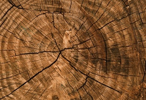closeup, wood, elm