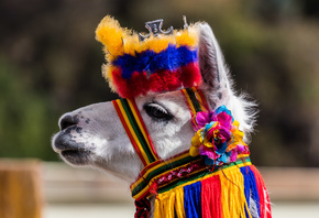 Lama, Ipiales, Colombia