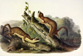 Bridled Weasel, John James Audubon, North America