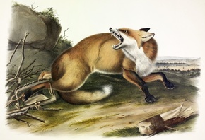 American Red Fox, Vulpes Fulvus, 1846, John James Audubon, North America