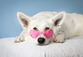 sunglasses, heart, pink, animal, dog