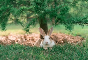 Animals, rabbit, Grass, Trees