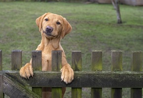 Funny Pets, guarding the home, dog