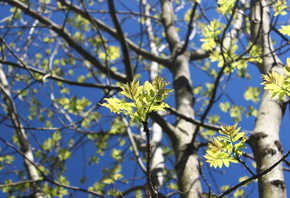spring, nature, trees, leaves