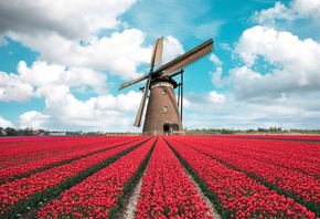 tulip field, Holland, windmill