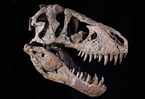 Tyrannosaurus Rex, Skull, Maastrichtian, Late Cretaceous