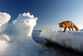 cold water, red fox, Hokkaido, Japan