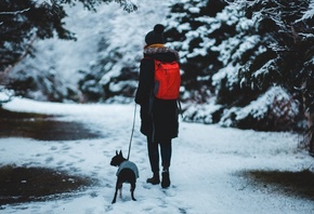 Winter, Adventure, Boston Terrier, Snow