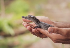 Wildlife, Baby Animal, Crocodile, Hands, Mexico