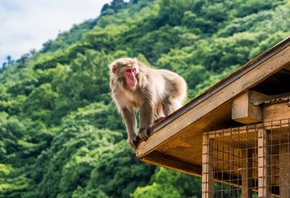 Japanese macaque, Iwatayama Monkey Park, Kyoto, Japan